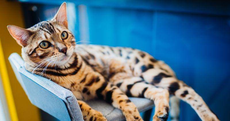 Freepik/freepic.diller